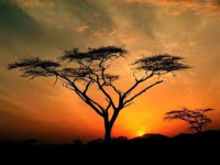 /album/gran-bretana-1a/arbol-png/